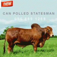Tinh bò thịt Red Brahman - Can Polled Statesman